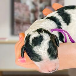 Poodles, Sheepadoodles, and Whoodles from Fleury Farm Doodles TN