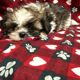 Rex - Black gold and white male Shih Tzu puppy in Jasper, Indiana from Jacob’s Spoiled Shih Tzu