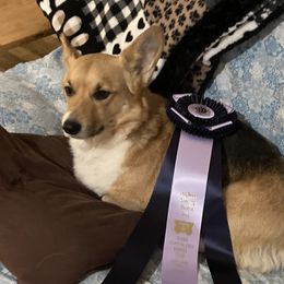 Piper - Pembroke Welsh Corgi