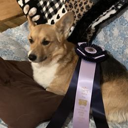 Piper - Pembroke Welsh Corgi