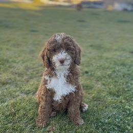 Cookie - Red  female Goldendoodle puppy in St George, Utah from Doodle Bears of Southern Utah
