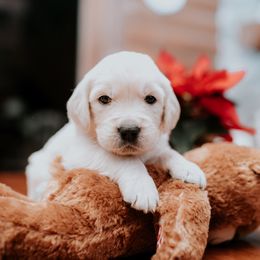 Boy 6 - Golden Retriever puppy in Byron Center, Michigan from Little House on the Farmie