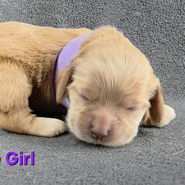 Purple - Buff female Cocker Spaniel puppy in Lebanon, Missouri from Spring Hollow Cocker Spaniels