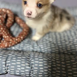 American Corgi and Pembroke Welsh Corgi Puppies from Clover Meadows Farm Corgis