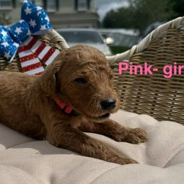 Girl 3 - Chocolate female Goldendoodle puppy in Clermont, Florida from Da Ruba Doodles
