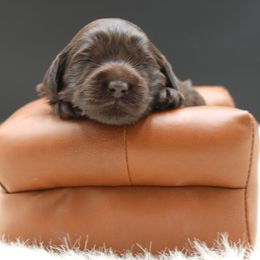 Sahara - Chocolate female Australian Cobberdog puppy in Bellingham, Minnesota from Whispering Prairie Australian Cobberdog