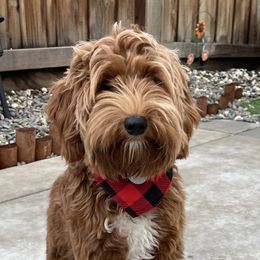 Ruby  - Australian Labradoodle