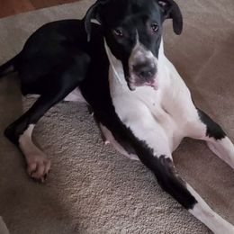 Great Danes from Good Town Kennels