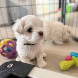 Little Black - White male Maltese puppy in Victoville, California from T&C Maltese