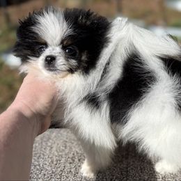 Zephyr - Tri-colored male Pomeranian puppy in Zionville, North Carolina from Shaner Poms