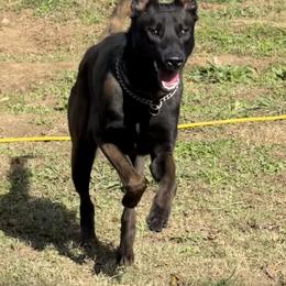 Belgian Malinois puppies from Laeknir K9
