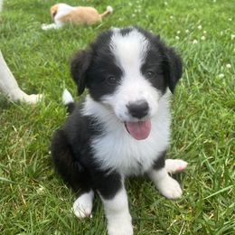 English Shepherd Puppies from LiquidMoon English Shepherds