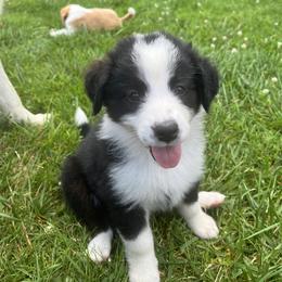 English Shepherd Puppies from LiquidMoon English Shepherds