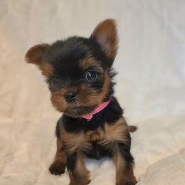 Lyra - Black and gold female Yorkshire Terrier puppy in Luray, Tennessee from Little Angel Yorkies