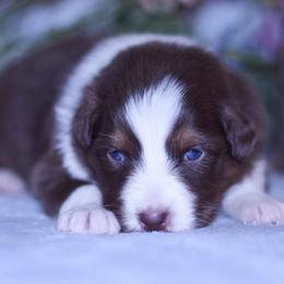 Julip - Red tri-color female Australian Shepherd puppy in Easton, Missouri from MMA Kennel