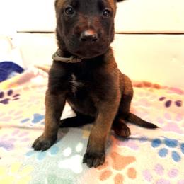 Gray Collar - Fawn sable male Belgian Malinois puppy in Trenton, Georgia from Laeknir K9