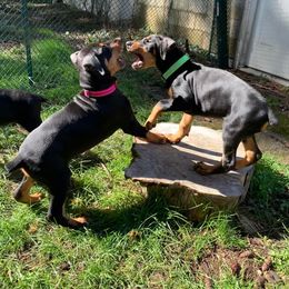 Doberman Pinscher Puppies from Spellbound Doberman Pinschers