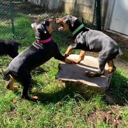 Doberman Pinscher Puppies from Spellbound Doberman Pinschers