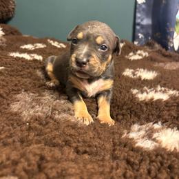 Aegon - Blue tri-color male American Bully puppy in Henderson, Kentucky from Medusa’s Bullies