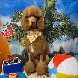 Addison - Poodle