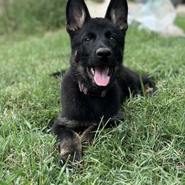 German Shepherd Puppies from Vecne Stesti German Shepherd Dogs