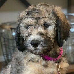 Goldendoodle Puppies from O’Hara Doodles