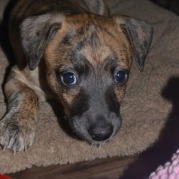 Whippet Puppies from Horsetooth Whippets