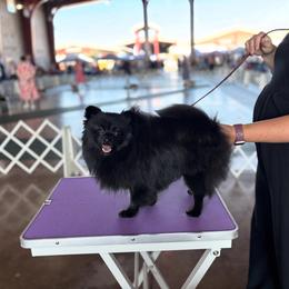 Darling - Pomeranian