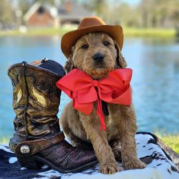 Wimberly's Red Boy - Apricot male Goldendoodle puppy in Kountze, Texas from Texas Doodles LLC
