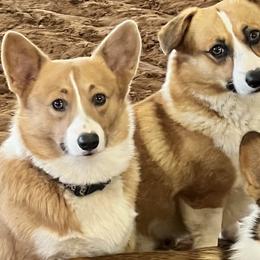Pembroke Welsh Corgis from Punchy Pembroke Ranch