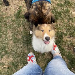 Collie Puppies from Heritage Salt Lake Kennels