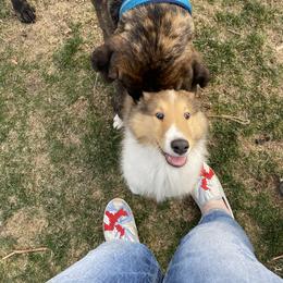 Collie Puppies from Heritage Salt Lake Kennels