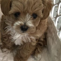 Maltese, Maltipoo, and Poodle Puppies from Healing Pawz LLC