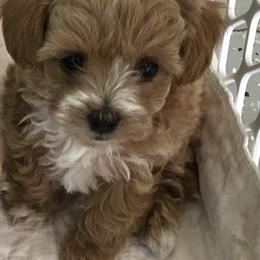 Maltese, Maltipoo, and Poodle Puppies from Healing Pawz LLC