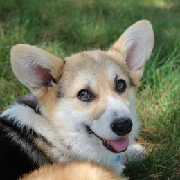 Diamond - Pembroke Welsh Corgi