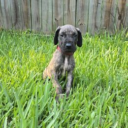 Pink collar brindle female - Brindle female Great Dane puppy in Houston, Texas from Draggin Dobermans & Great Danes