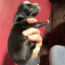 Pomsky Puppies from Michelle's Pomskies