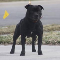 Staffordshire Bull Terriers from Dyna Staffs