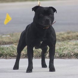 Staffordshire Bull Terriers from Dyna Staffs