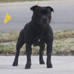 Staffordshire Bull Terriers from Dyna Staffs