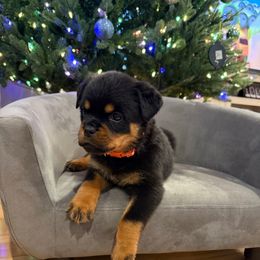 Orange girl - Black and mahogany female Rottweiler puppy in Auburn, California from Vom Haus Flores