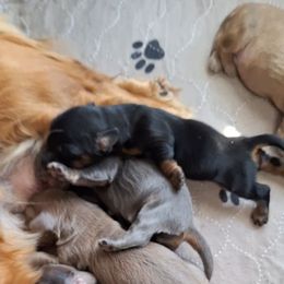 Four - Black and tan male Dachshund puppy in Gordon, Georgia from Long Dogs Yellow Farm
