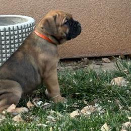 Ginger (Gingerbread) - Red female Cane Corso puppy in Utah from 3Lake Kennelz