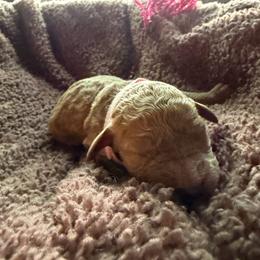 Agnese - Red  female Goldendoodle puppy in Indianapolis, Indiana from E&A Doodle Barn