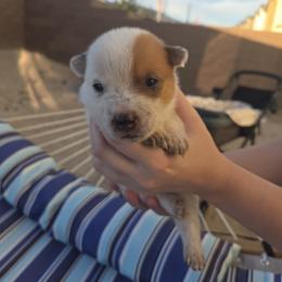 Australian Cattle Dog Puppies from Wild Sage Cattle Dogs