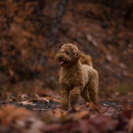 Saffron - Poodle