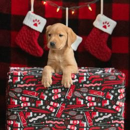 Labrador Retriever Puppies from Sun Ridge Labradors