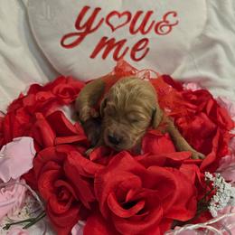 Eddie - Apricot male Goldendoodle puppy in Georgetown, Tennessee from Georgetown Designer Puppies