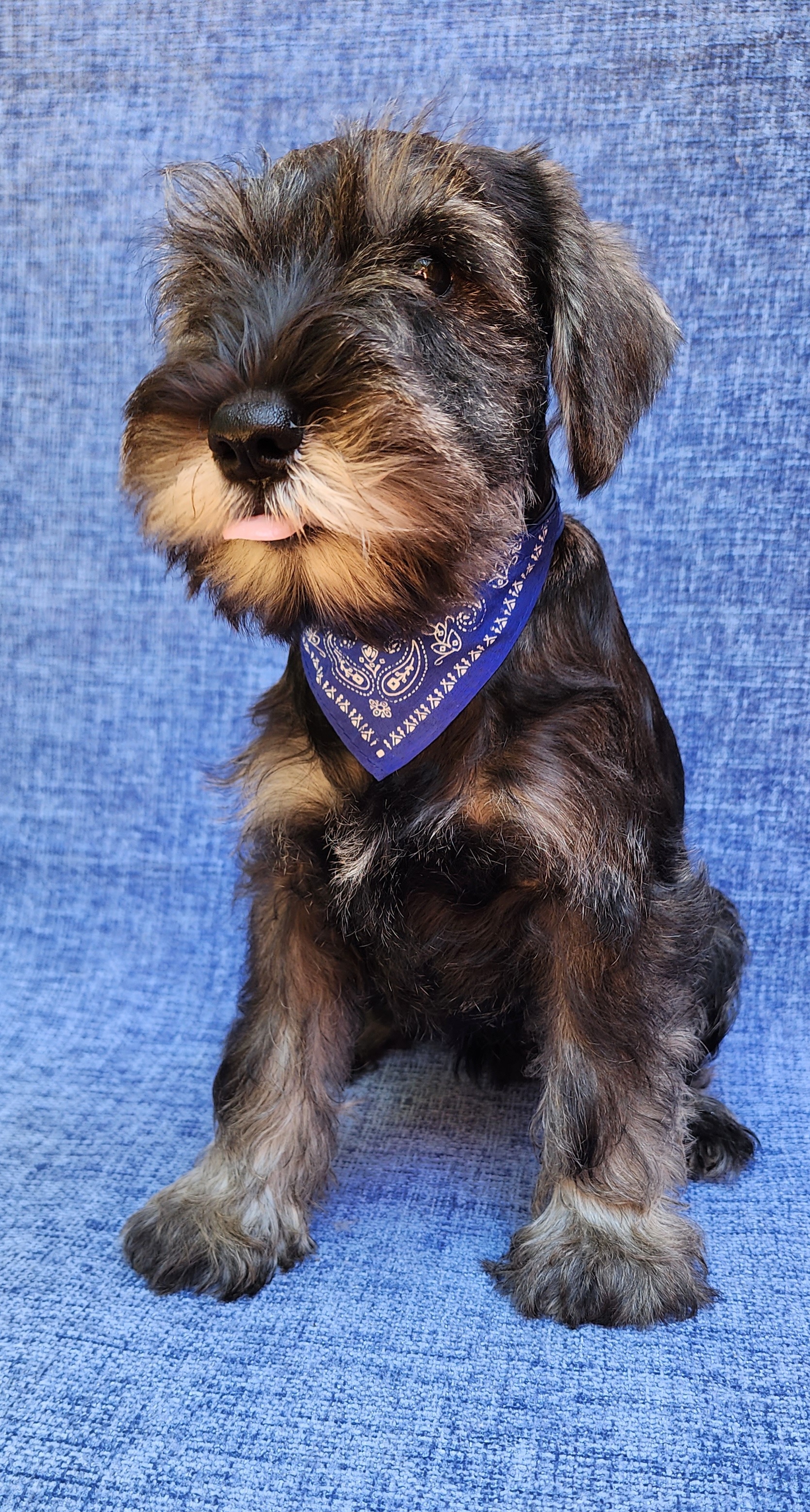 Boy 1 - Miniature Schnauzer puppy in Daphne, Alabama from Fancy Pants Miniature Schnauzers