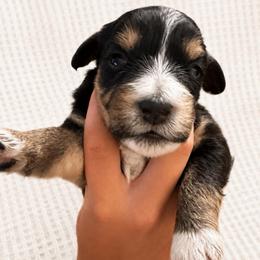 Cider - Black tri-color female Aussiedoodle puppy in Seguin, Texas from Navarro Royal Pups